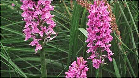 Common Spotted Orchid c/o Natural England and Peter Wakelys