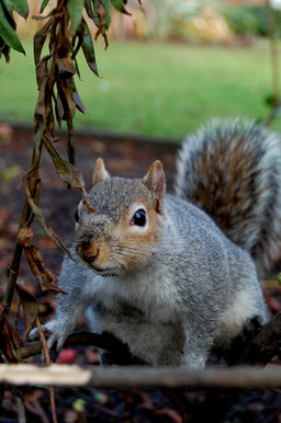 Squirrel on Cuckoo Lane