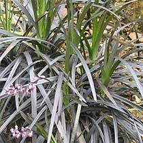 Ophiopogon planiscapus 'Nigrescens'