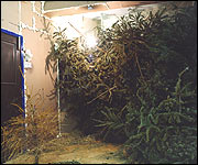 Lumber by Anne Hardy