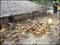 मुर्गे-मुर्गी