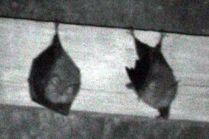 Horsehoe bats