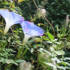 This morning glory came out and stayed for 24 hours from Sunday 22 October. In York.