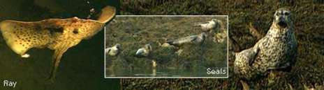 Image of Seals