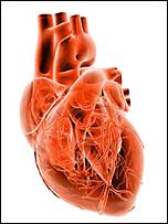 Heart c/o BBC Science Photo Library