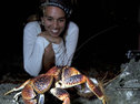 A coconut crab