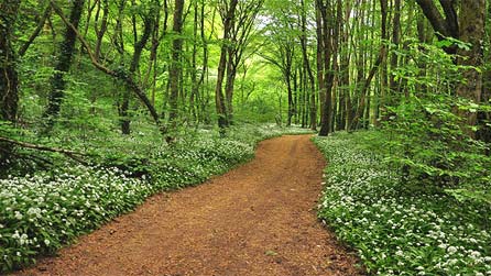 Wild garlic in the woods by Gale Foley.