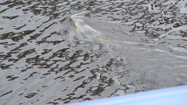 Colin Harkins says he was just about to leave this year's River Festival, when "as if minding its own business, this seal swam from under Squinty towards Bells Bridge! It was amazing to find such a placid creature swimming here in Glasgow!"