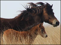 Hawkwell herd 12 mare and foal