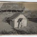 'Tops' the dog in the desert that saved men's lives.