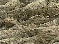 Crocodilo