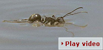 Play video - mangrove ants