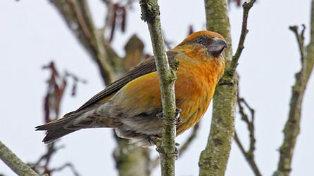 crossbill1.jpg