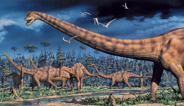 Diplodocus (image:Mark Hallet, PaleoArt/SPL)