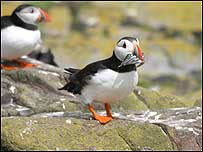 Puffin with fish in mouth c/o William Shiel
