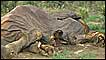 Elefante morto