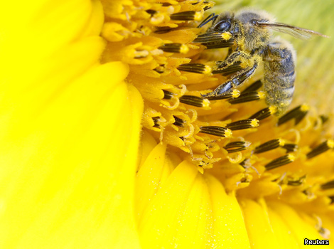 A bee collects nectar from a sunflower