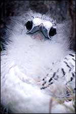 Tropic bird chick