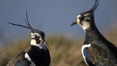 lapwings_rspb.jpg