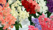 Day 3 - A display of sweet peas