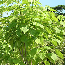 Catalpa bignonioides