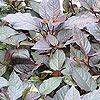 Alternanthera dentata 'Purple Knight'