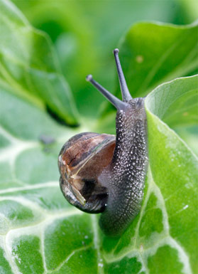 gardensnail.jpg