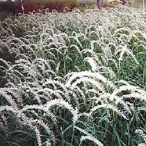 Pennisetum orientalis 'Tall Tails'