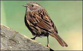 Dunnock