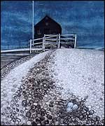 Gulls nest at Mersea Island