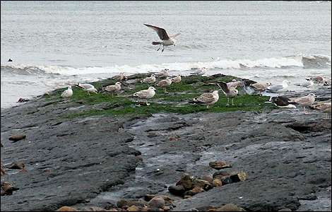 Gulls on Redcar scar.
