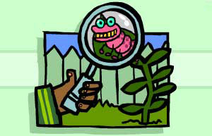 Image: Insect on plant