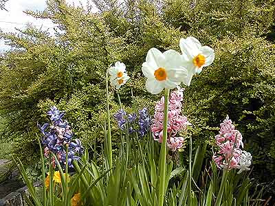 Flowers by Kate Hayward