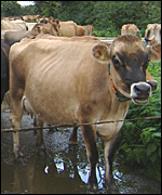 Jersey Cow