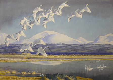 Whooper Swans at Malltraeth Cob by Charles F Tunnicliffe