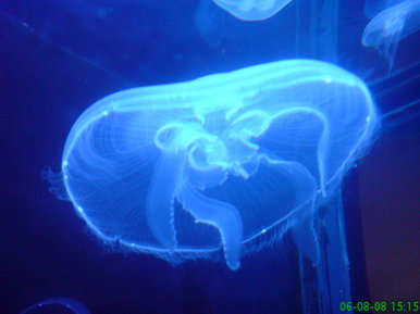 Jellyfish