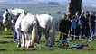 Clydesdale horses attached to a plough
