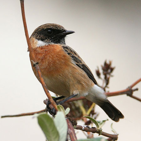 stonechat
