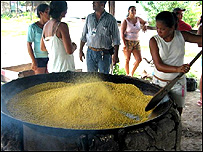 Umbi manjiorca diolah