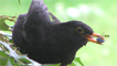 Male blackbird feeding on berries.