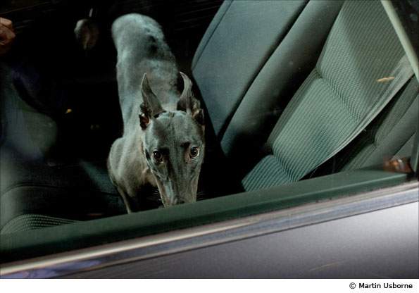 Dogs by Martin Usborne