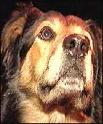 A passive drugs dog