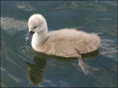 Cygnet