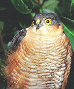 Sparrow Hawk