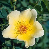 Shrub rose