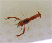 A young lobster being harvested by the Hatchery