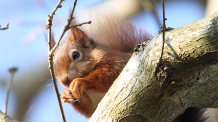 A red squirrel by Margaret Holland