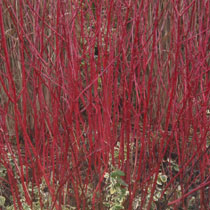 Cornus alba 'Sibirica'