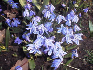Woodland planting (image: scilla)