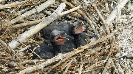 Two young cormorants in the nest by Hefin Owen.